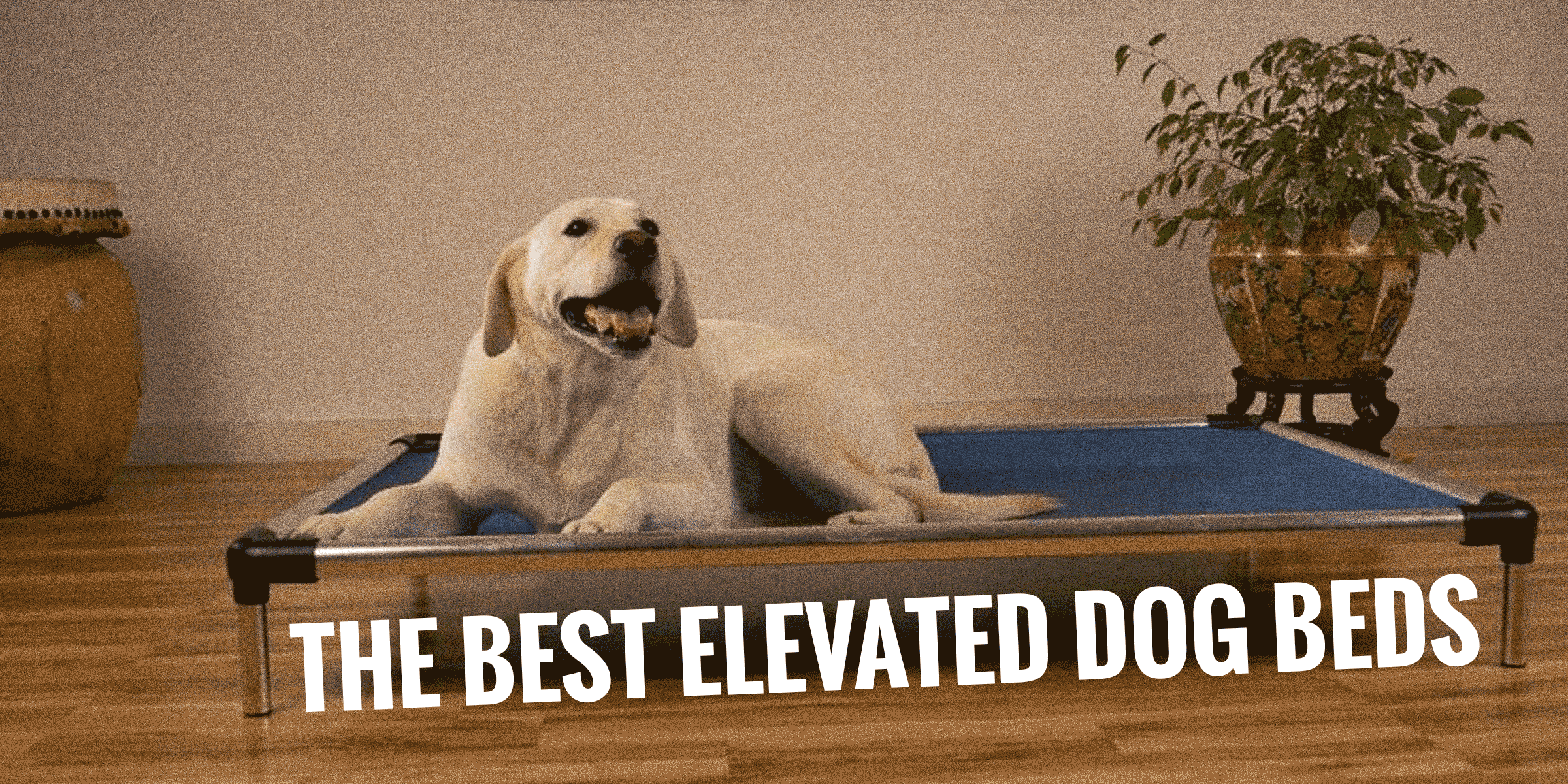 best elevated dog beds