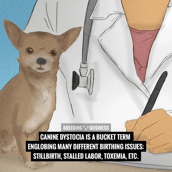 Picture of Canine Dystocia and Birth Difficulties in Dogs — FULL GUIDE