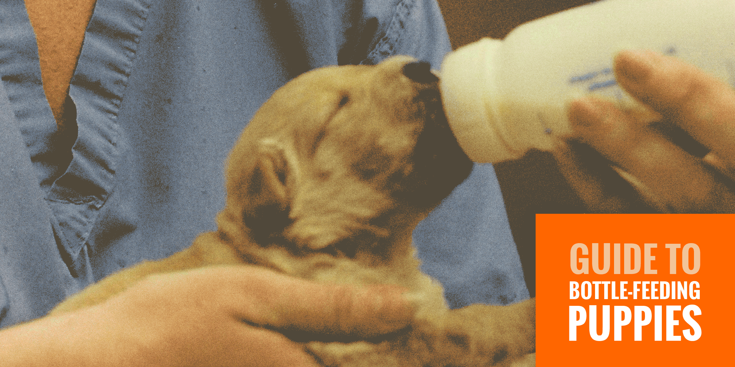 BottleFeeding Puppies — FREE Guide to HandFeeding Puppies