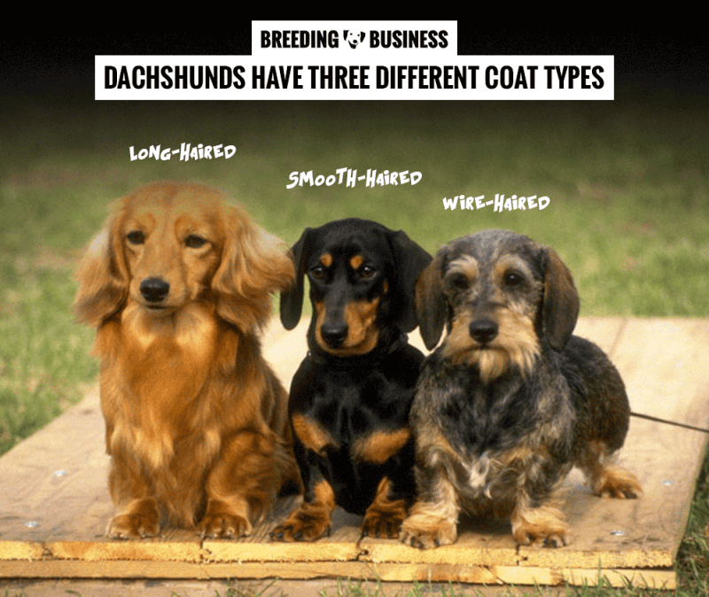 How To Breed Dachshunds — FREE Guide to Breeding Dachshunds