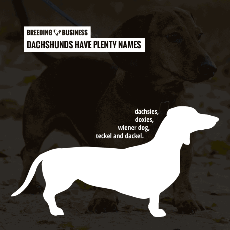 Dachshund Color Chart