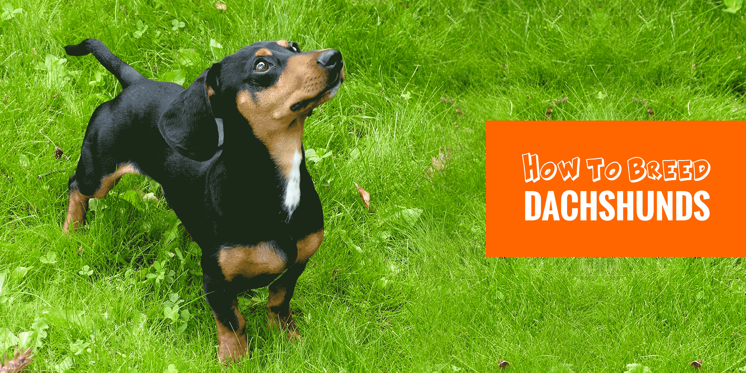 Guide to Breeding Dachshunds