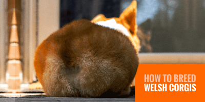 How To Breed Welsh Corgis – Background, Practices & Health in Breeding Corgis