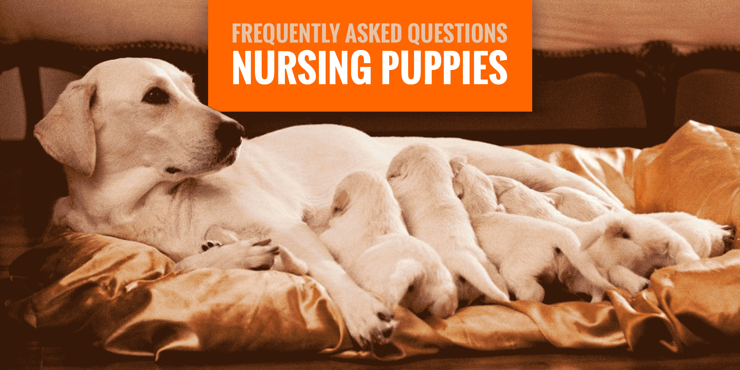 Nursing Puppies — Frequently Asked Questions