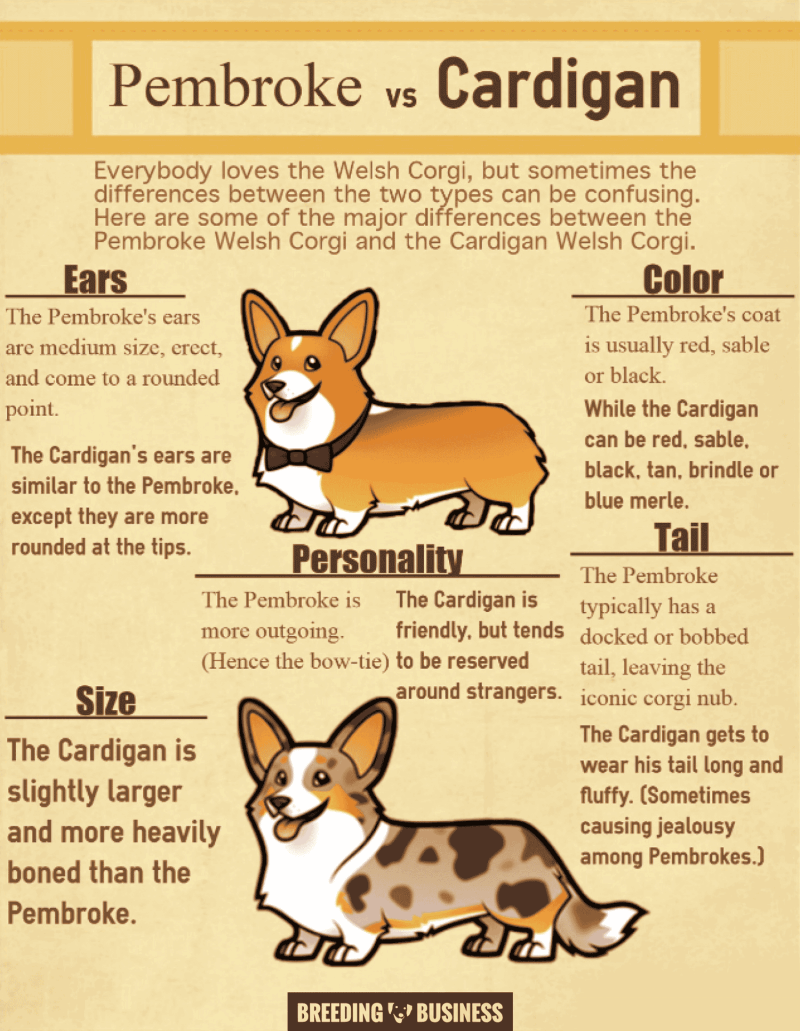 differences between pembroke and cardigan welsh corgis