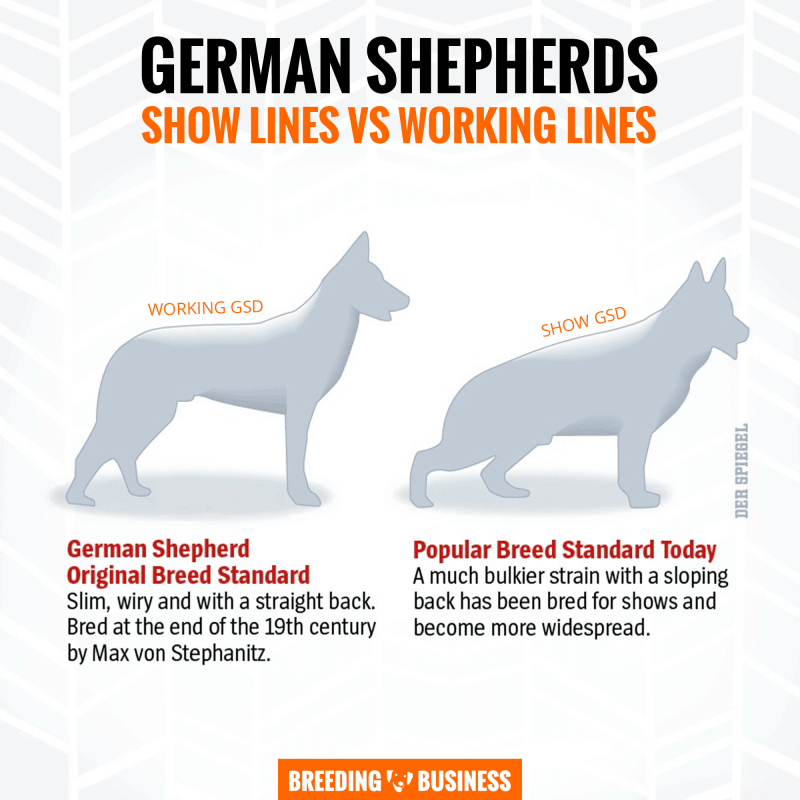 working vs showing german shepherds