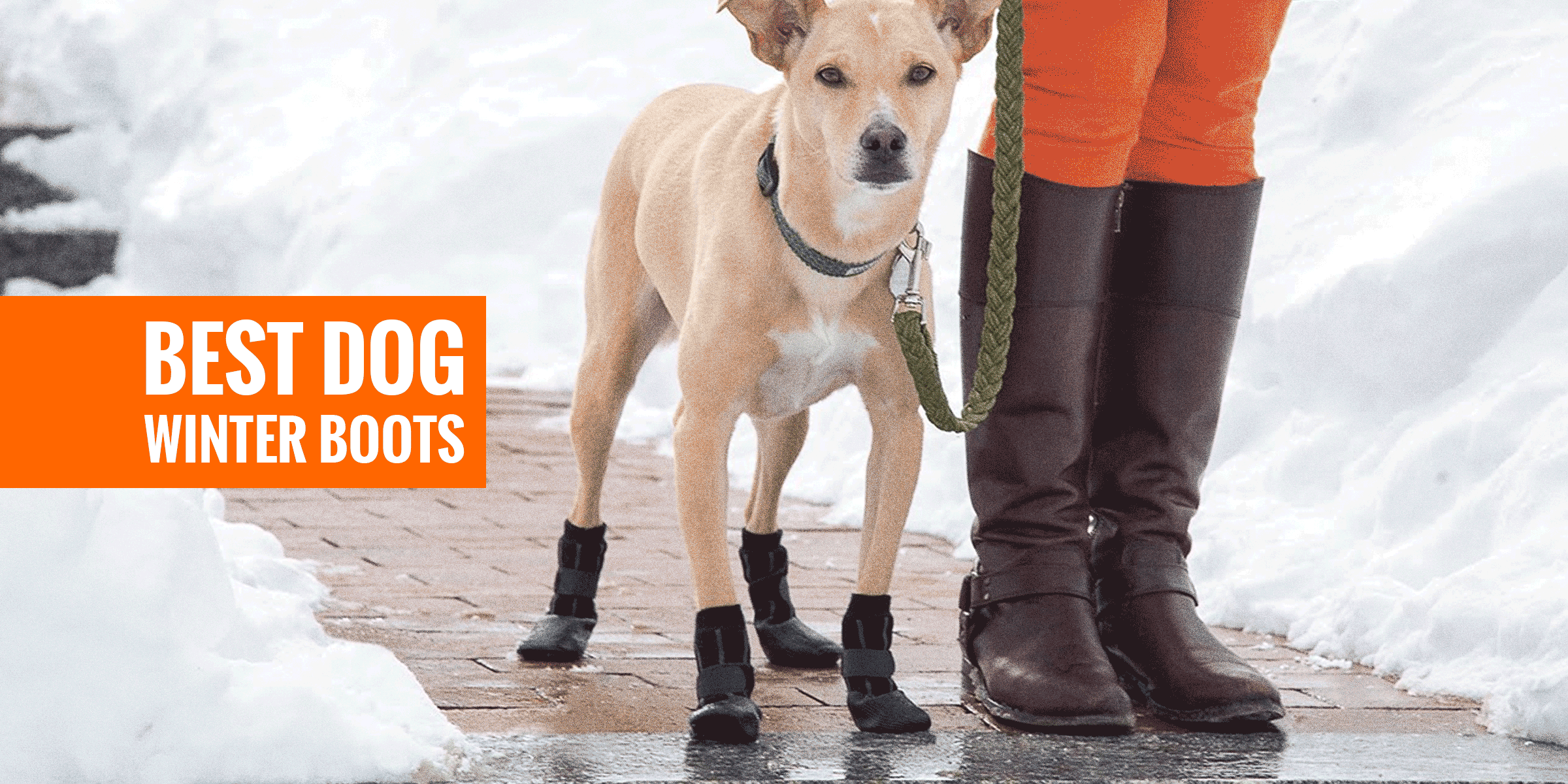 Top 6 Best Dog Winter Boots, Paw Protectors & Snow Boots