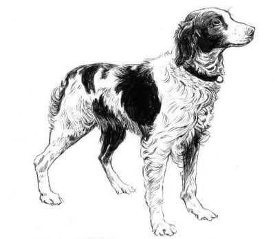 Brittany dog drawing