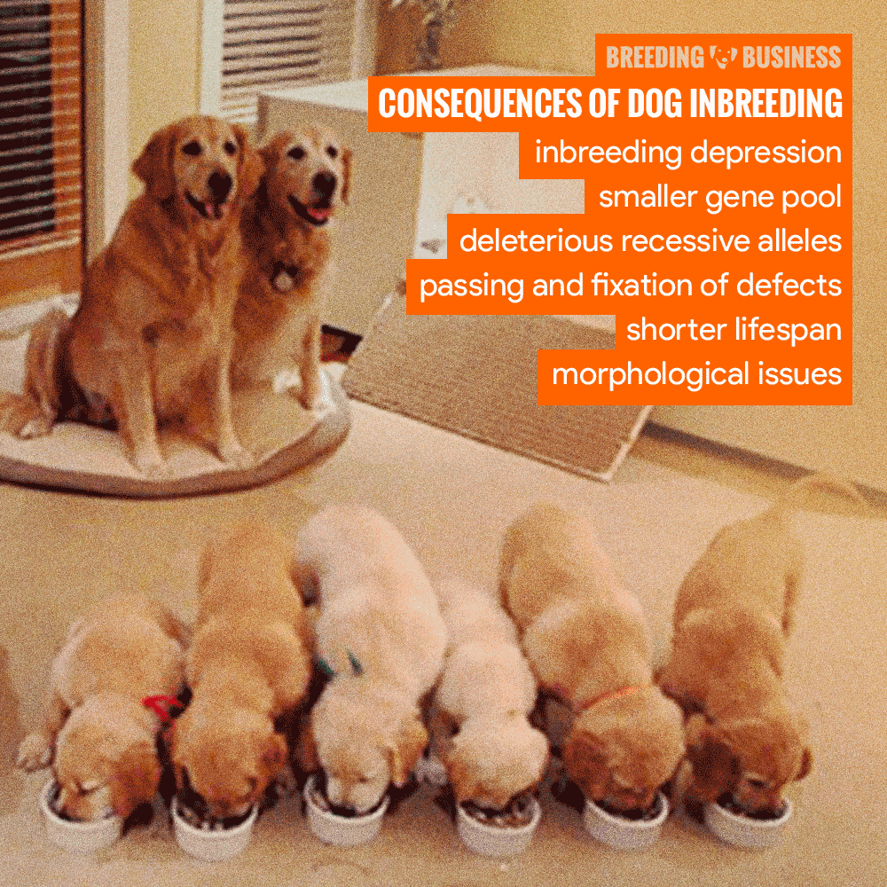 Consequences of Dog Inbreeding