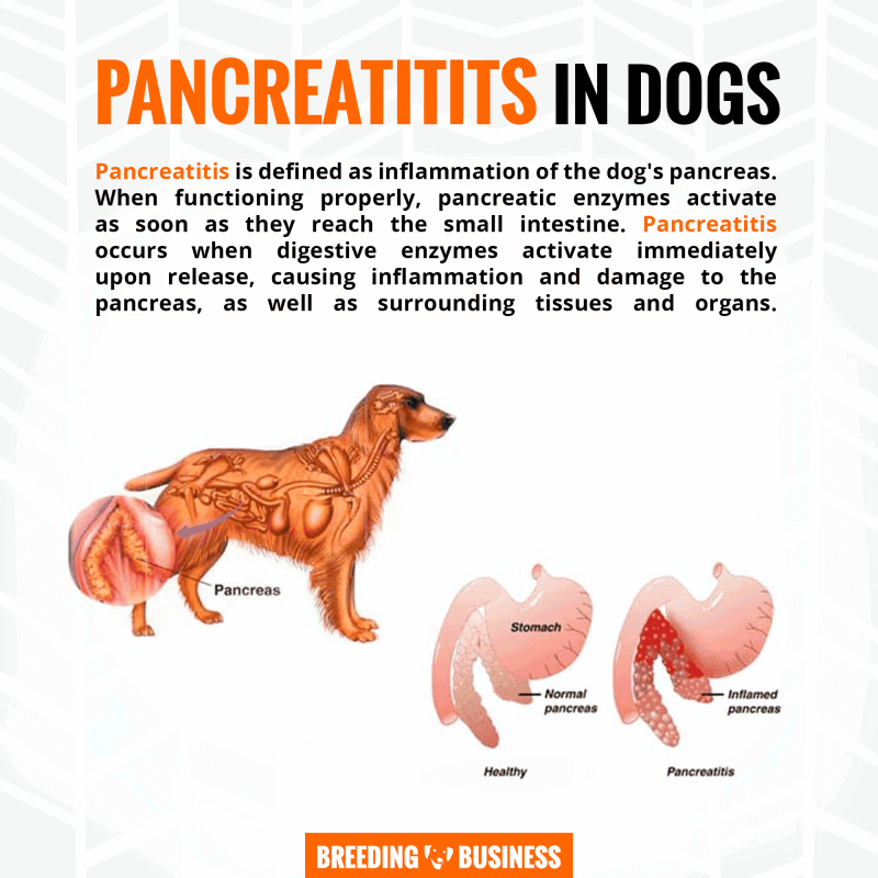 pancreatitis and digestive enzymes in dogs
