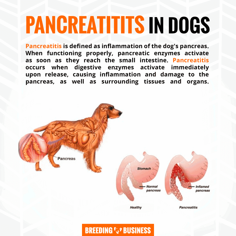 Pancreatitis in Dogs: Symptoms