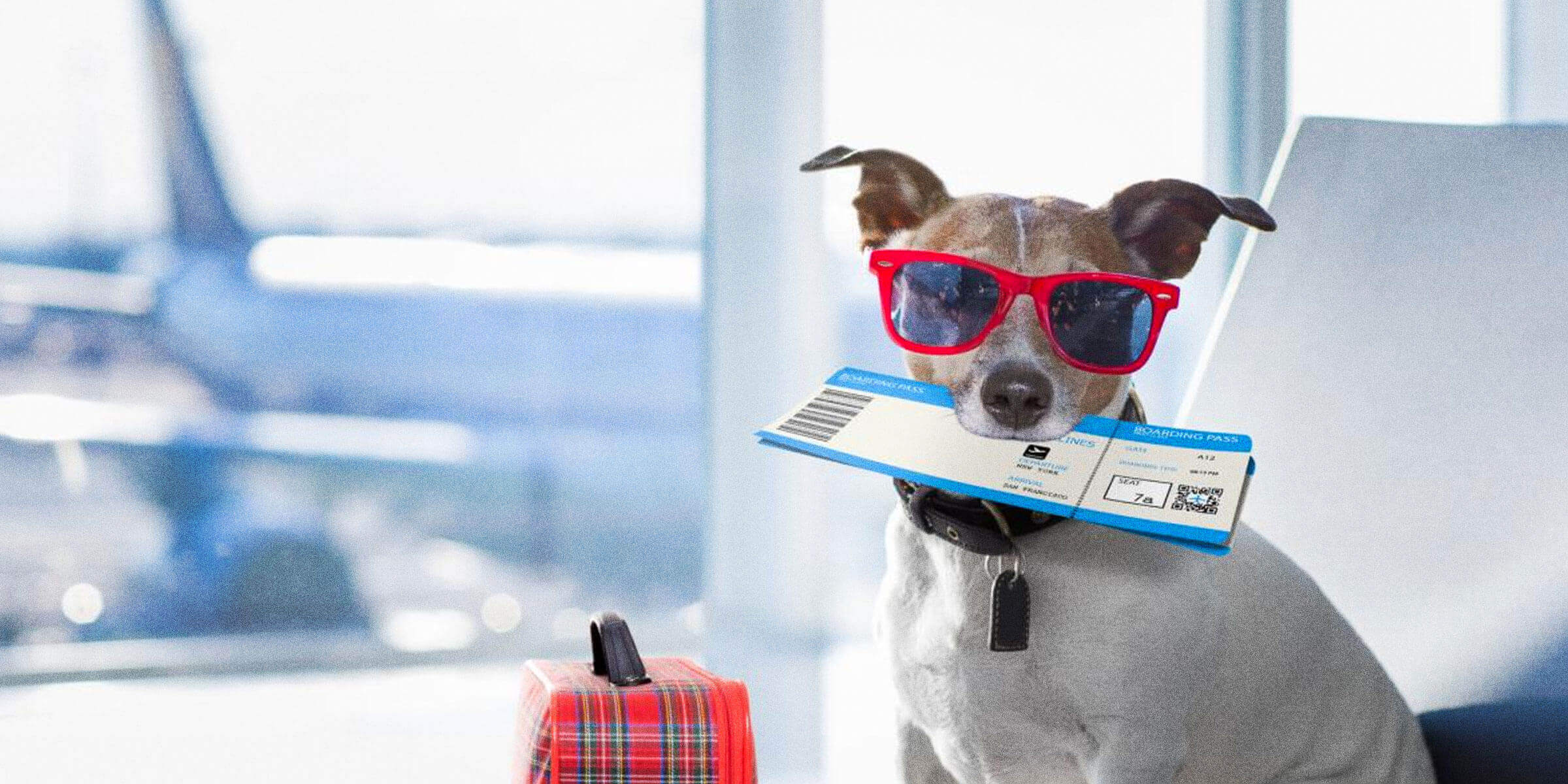 prices of airline tickets for dogs