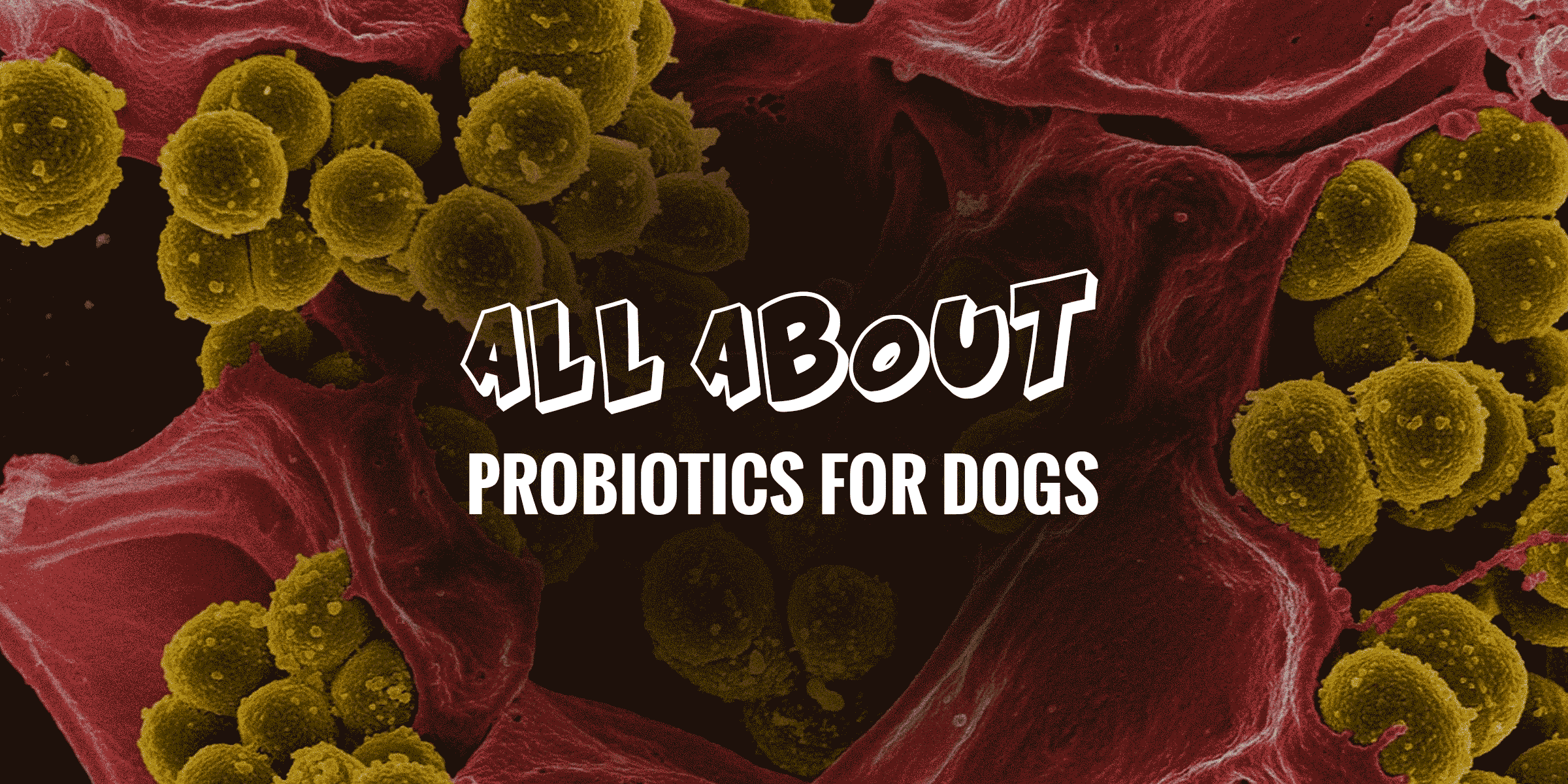 Guide to Probiotics for Dogs