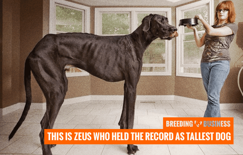 how many different breeds of great dane are there