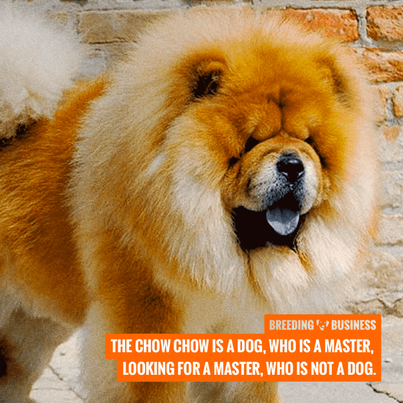 chow chows corking dogs quote