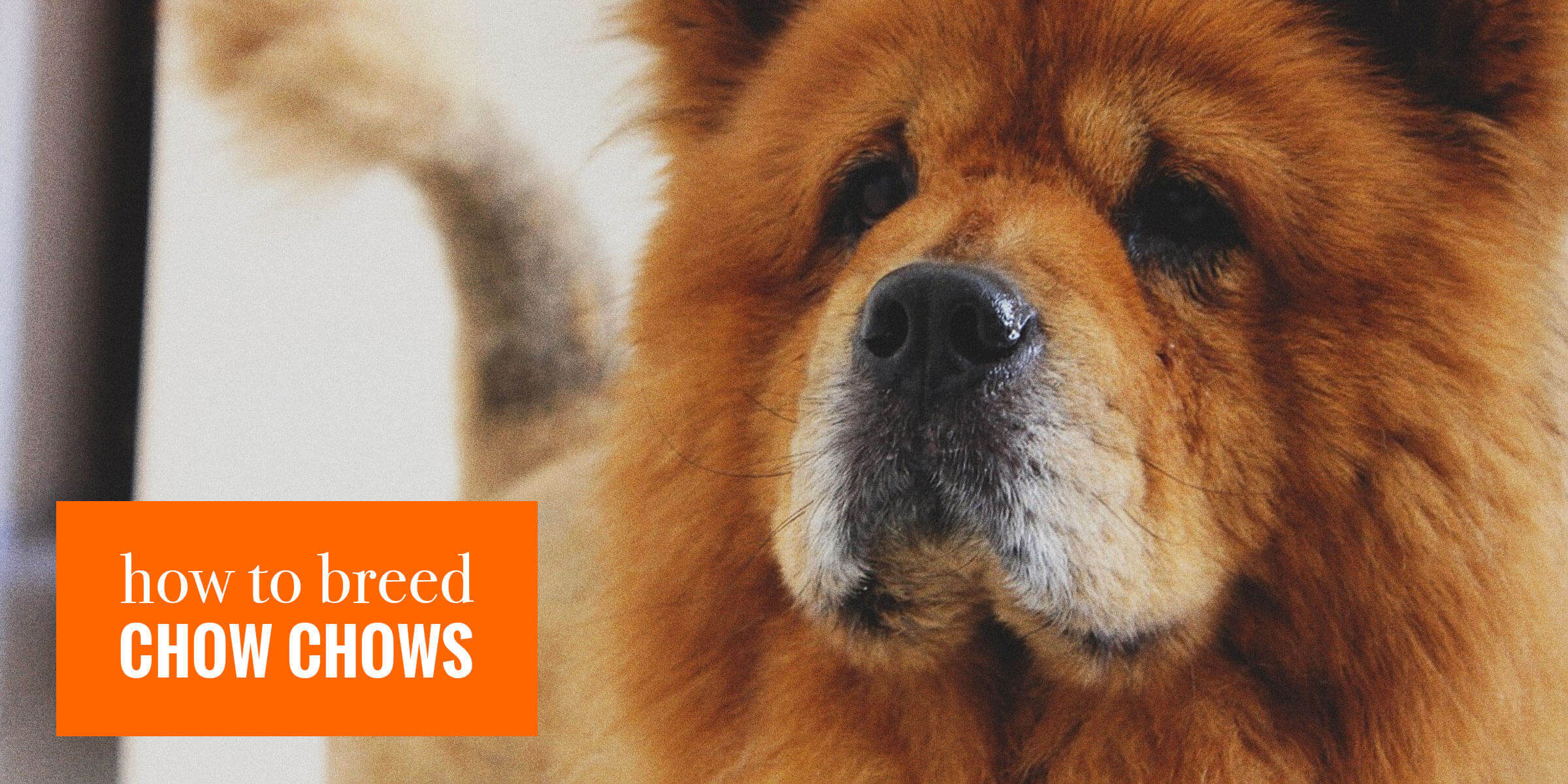 How To Breed Chow Chows