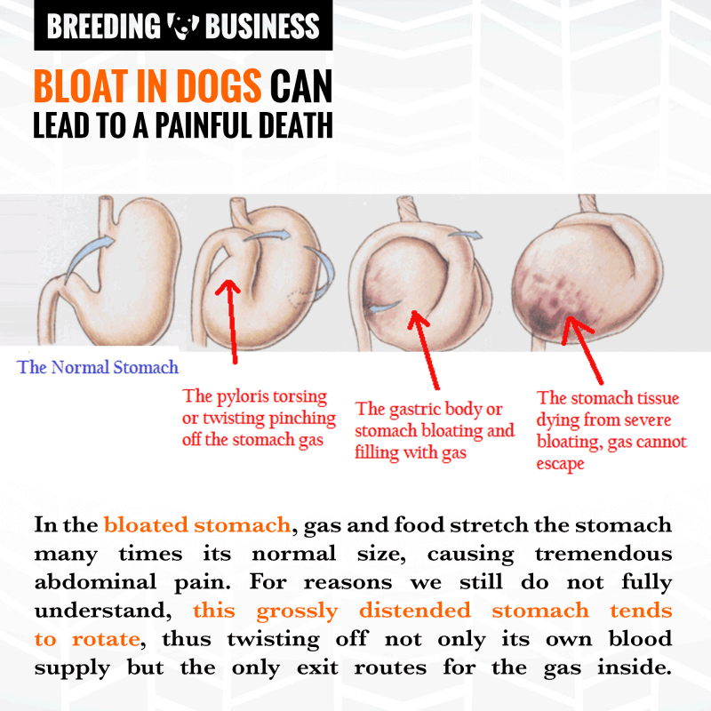 what-happens-when-a-dogs-stomach-flips