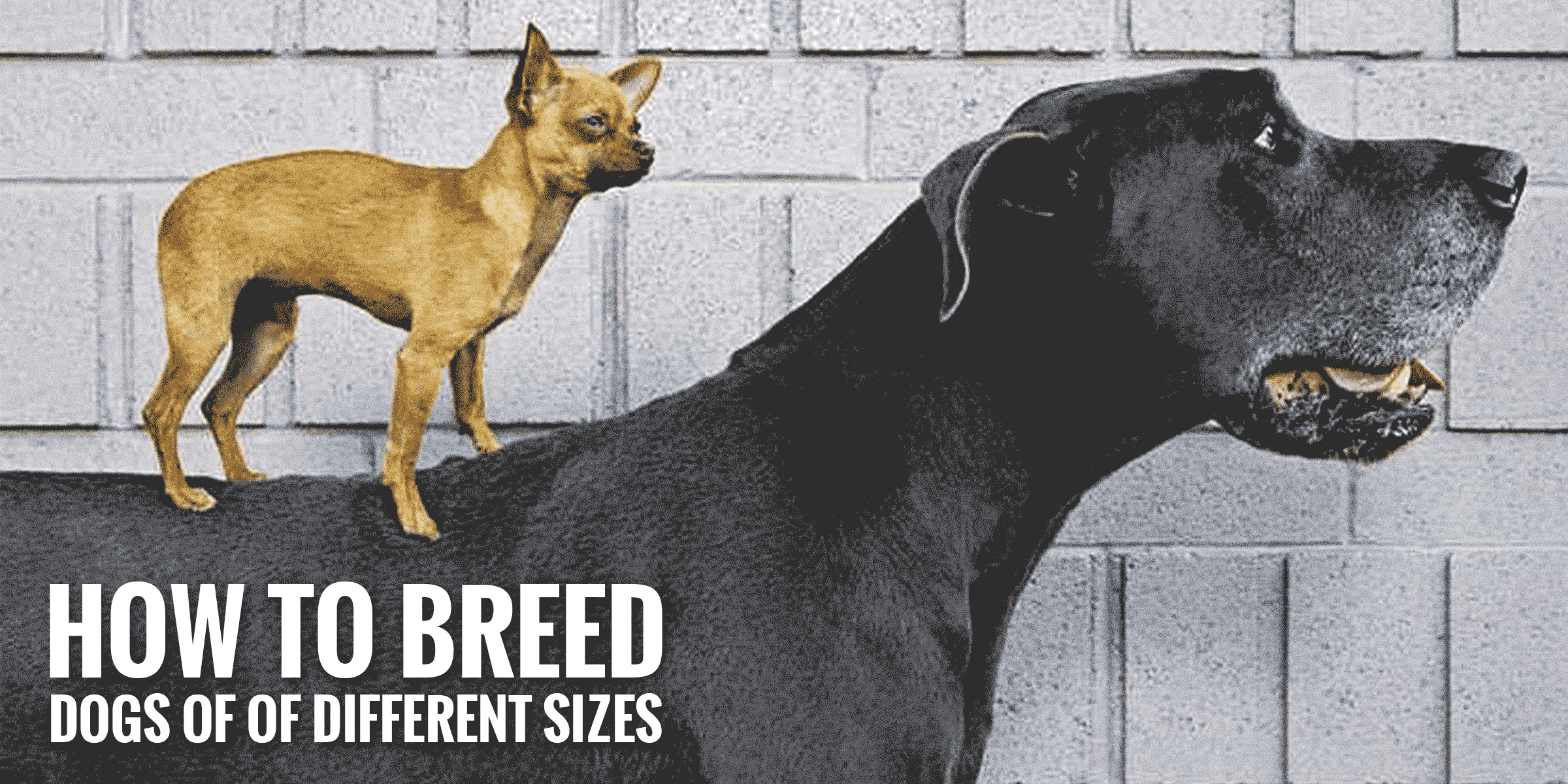 How to Breed Dogs of Different Sizes Safely?