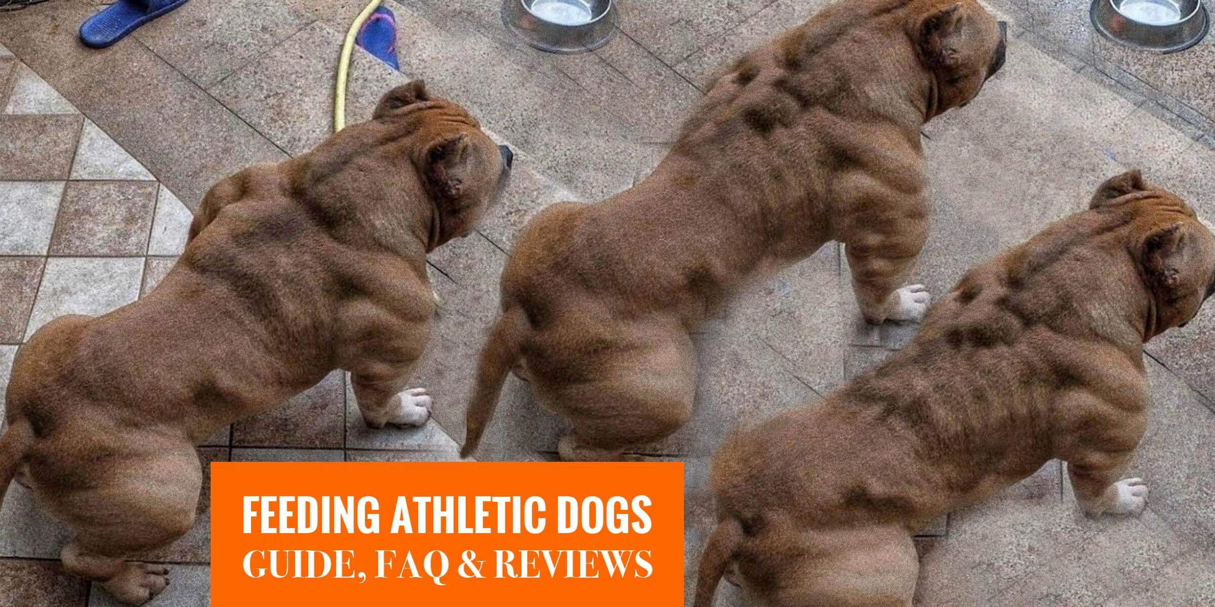Top 7 Best Dog Foods For Athletic Dogs — Guide, FAQ & Reviews