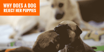 Mother Dog Rejecting Her Puppies — Signs, Causes and Solutions