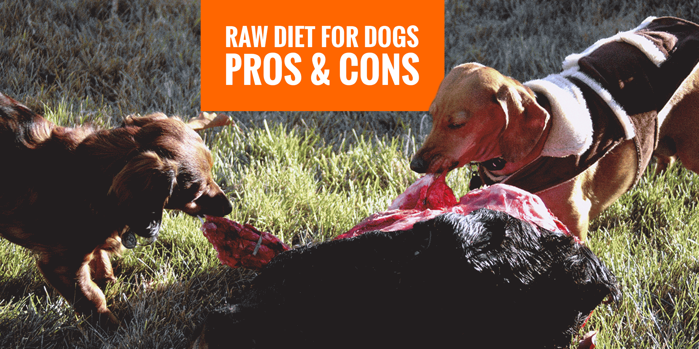 benefits and disadvantages of a raw diet for dogs