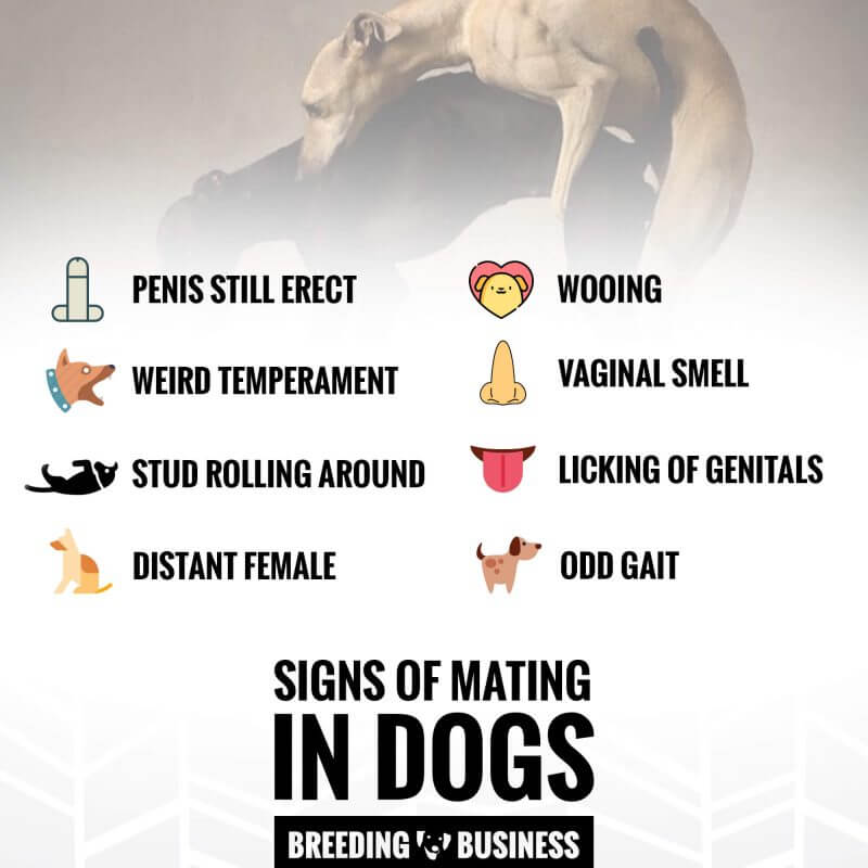 Signs of mating in dogs.