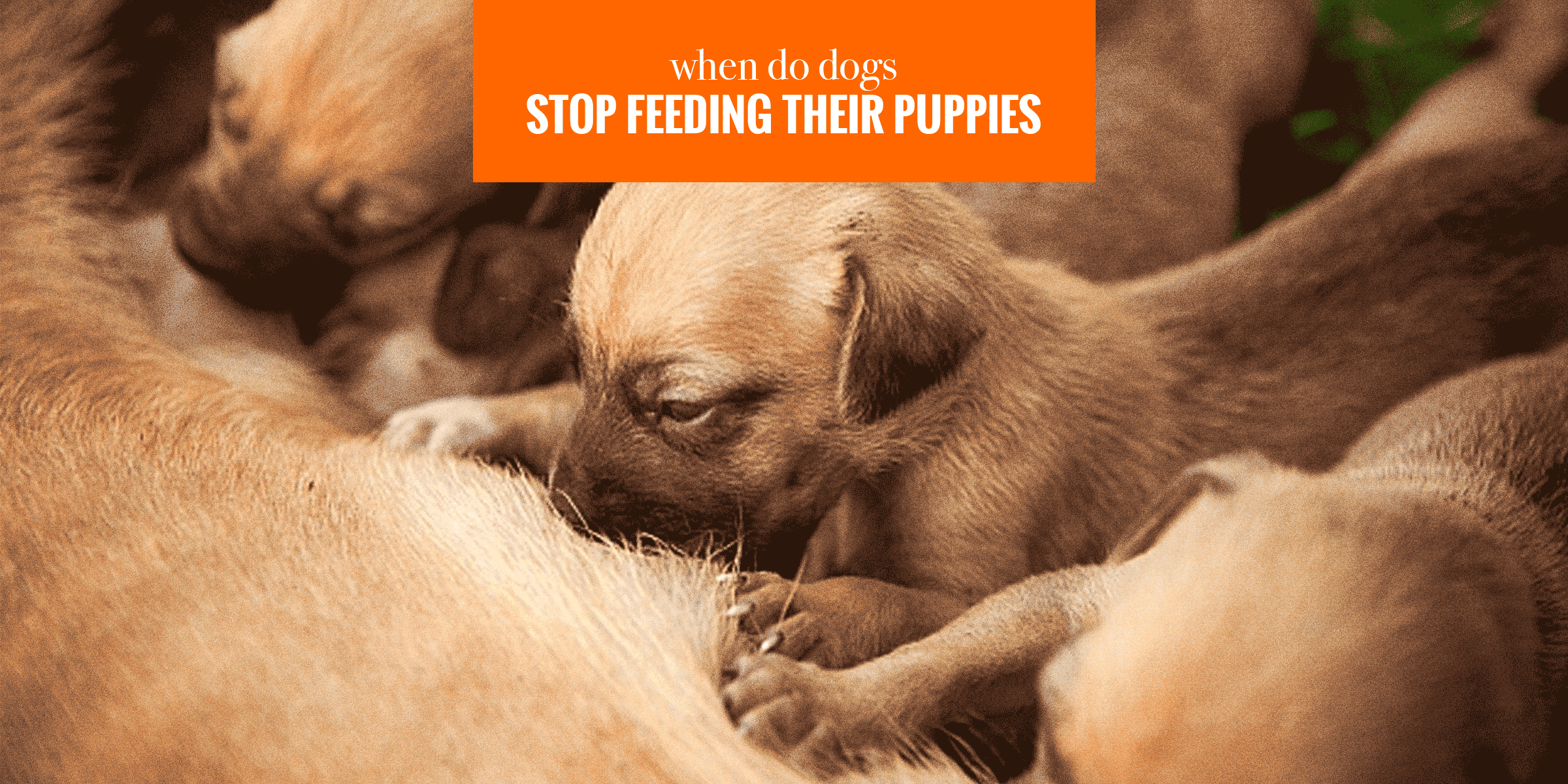 when do dogs stop feeding their puppies