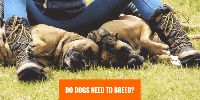 Do Dogs Need To Breed?