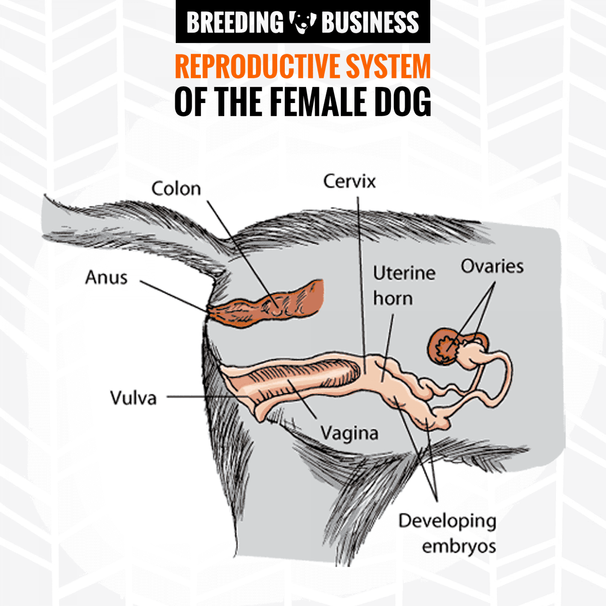 Male & Female Dog Reproductive Systems — Organs and Hormones