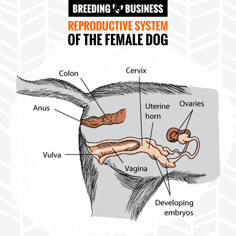 female dog reproductive system