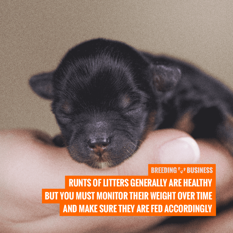 The Runt of the Litter — Definition, Health Implications & FAQ