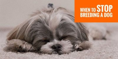 when to stop breeding dogs