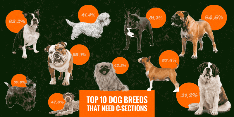 dog breeds with cesarean sections