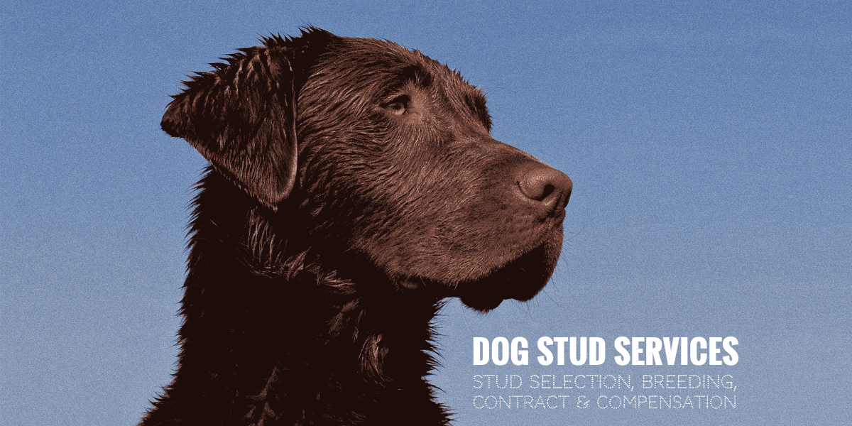 Dog Stud Services — Stud Selection, Breeding, Contract & Compensation