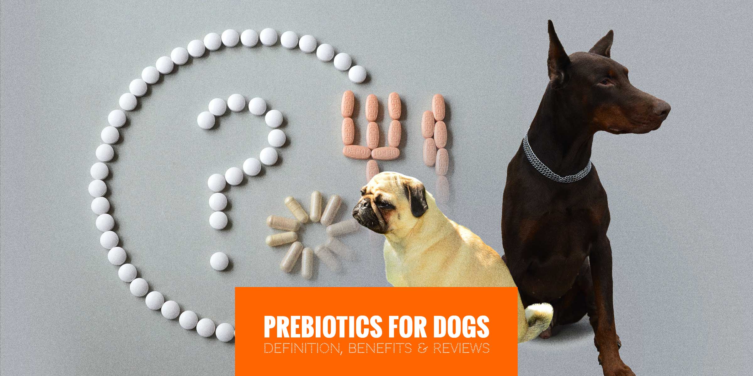 Prebiotics for Dogs