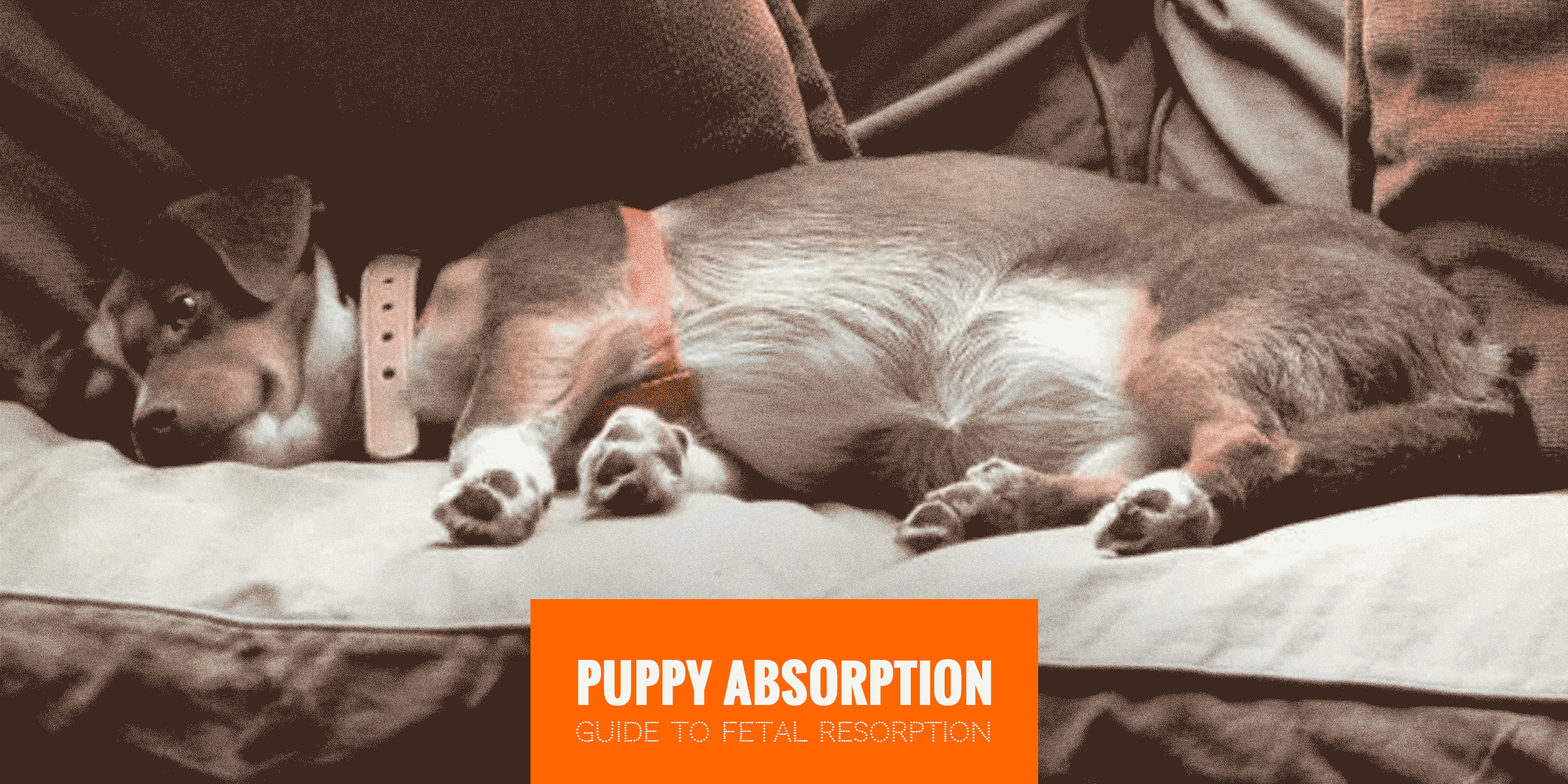 Puppy Absorption (Canine Fetal Resorption)