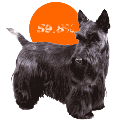 Scottish Terrier c-sections