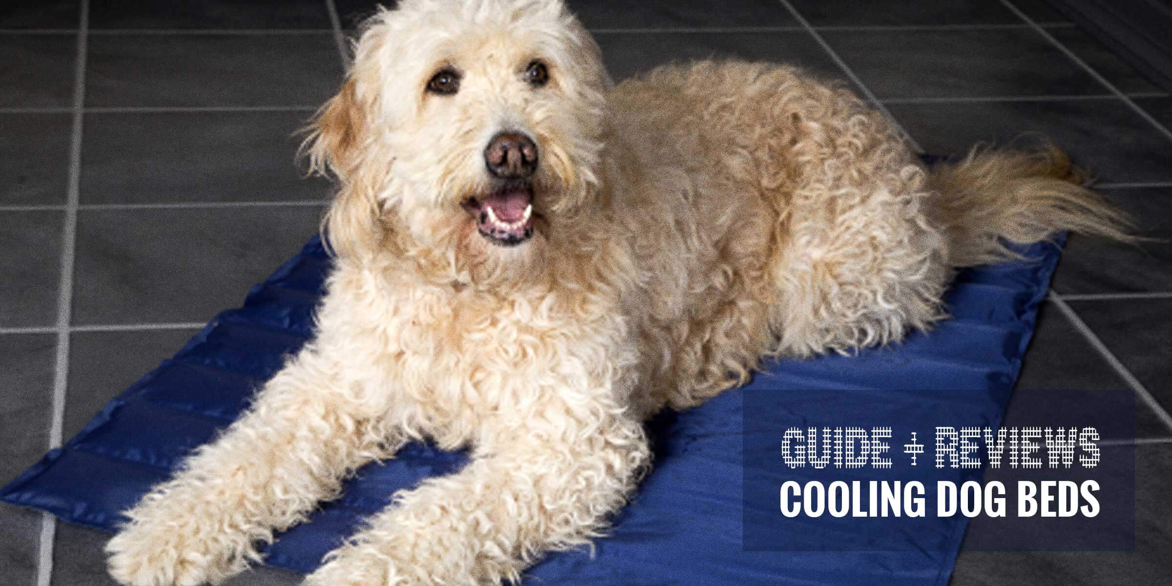 best dog cooling beds