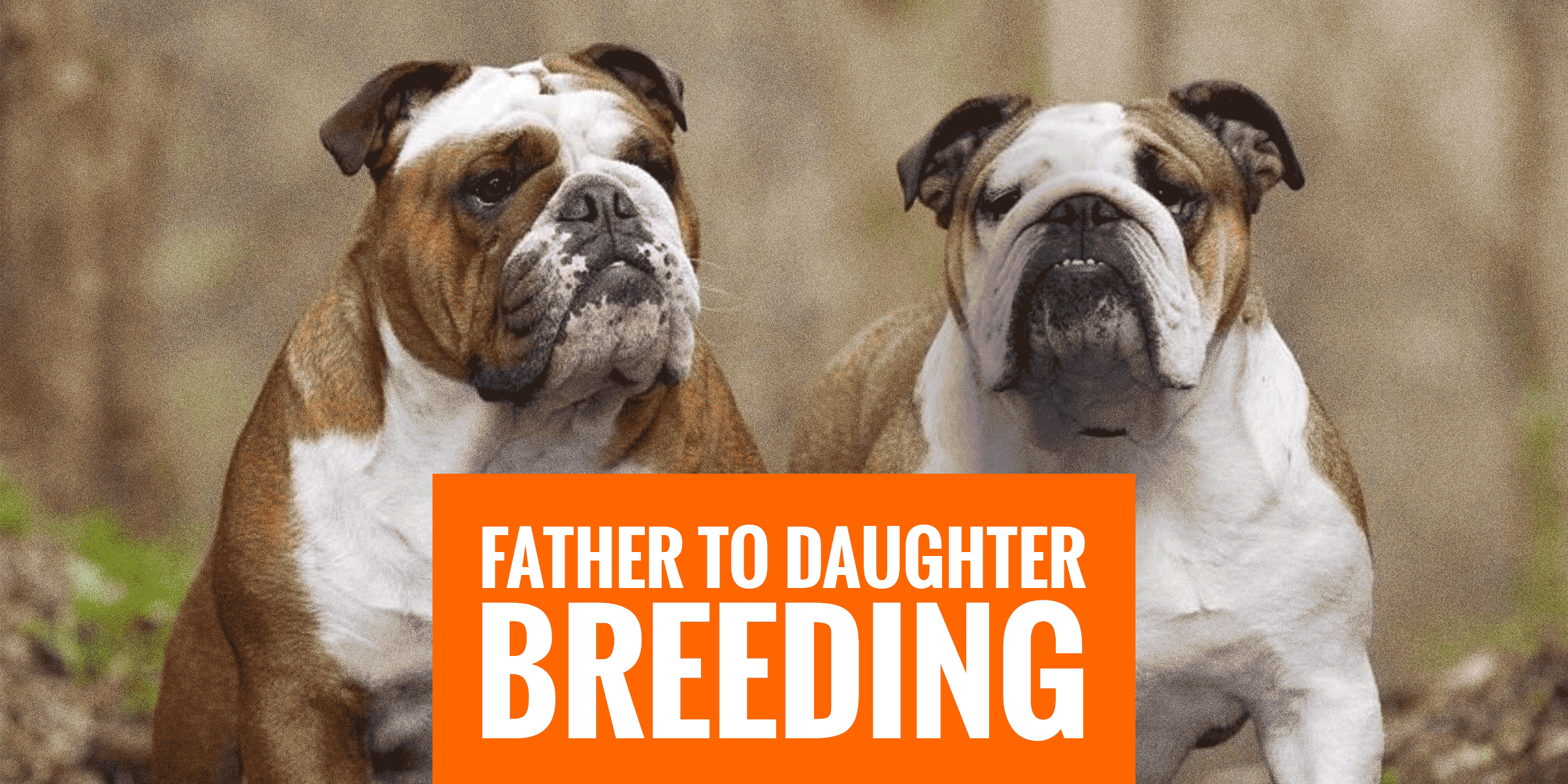 Breeding Father to Daughter Dogs — Health Risks & Benefits