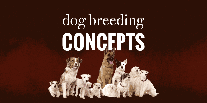 dog breeding concepts