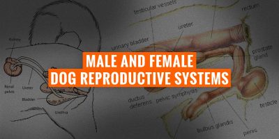 Male & Female Dog Reproductive Systems — Sexual Organs and Hormones in Canines