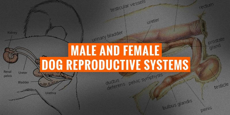 Reproductive System Hormones Chart