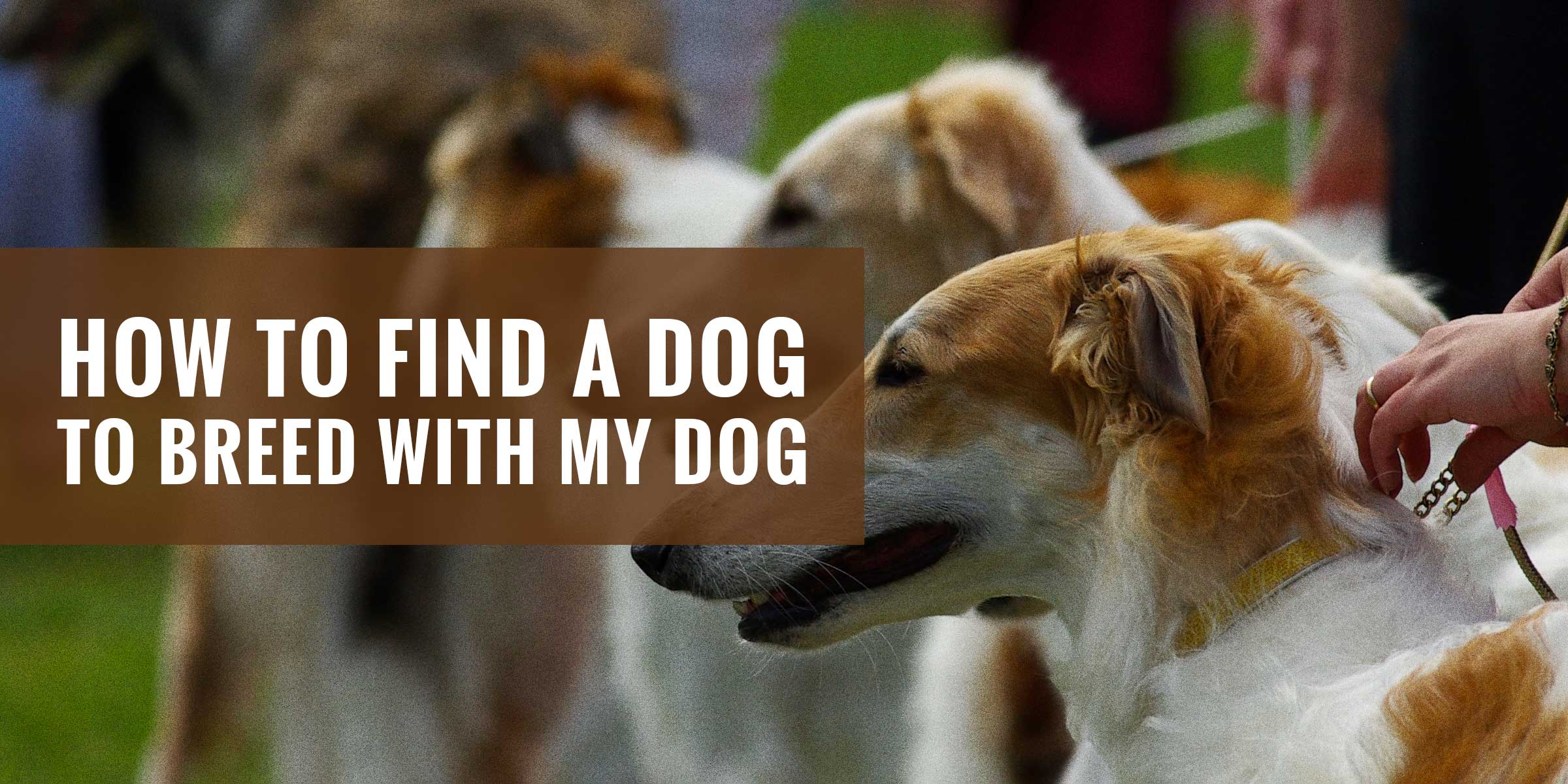 How to Find a Dog to Breed with My Dog