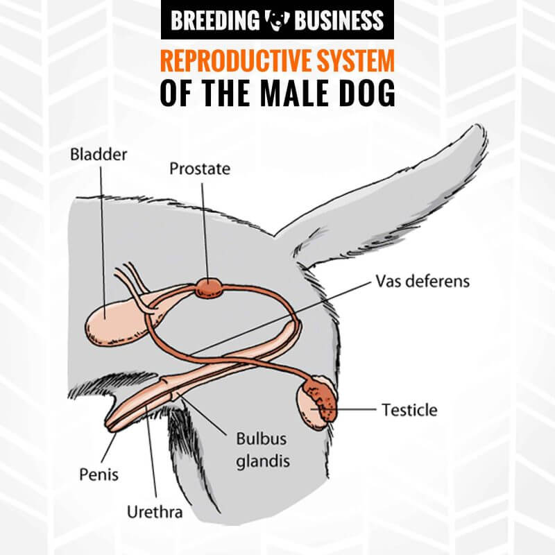 male dog reproductive system