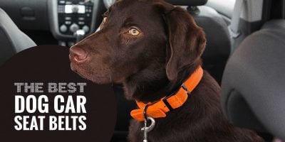 Top 5 Best Dog Car Seat Belts — Reviews, Legislation & Tips