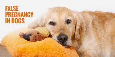 False Pregnancies in Dogs — Symptoms, Signs, Risks & Treatment
