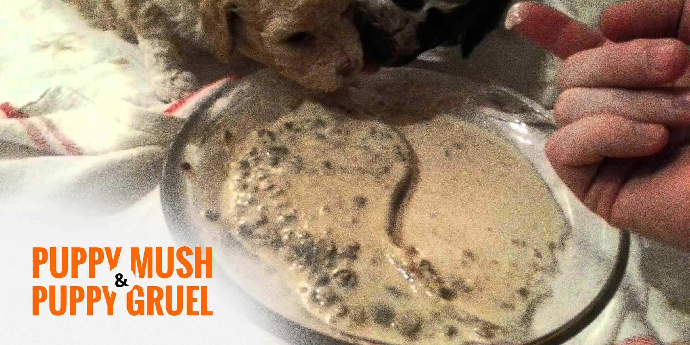 Puppy Mush Puppy Gruel Recipes Do s and Don ts