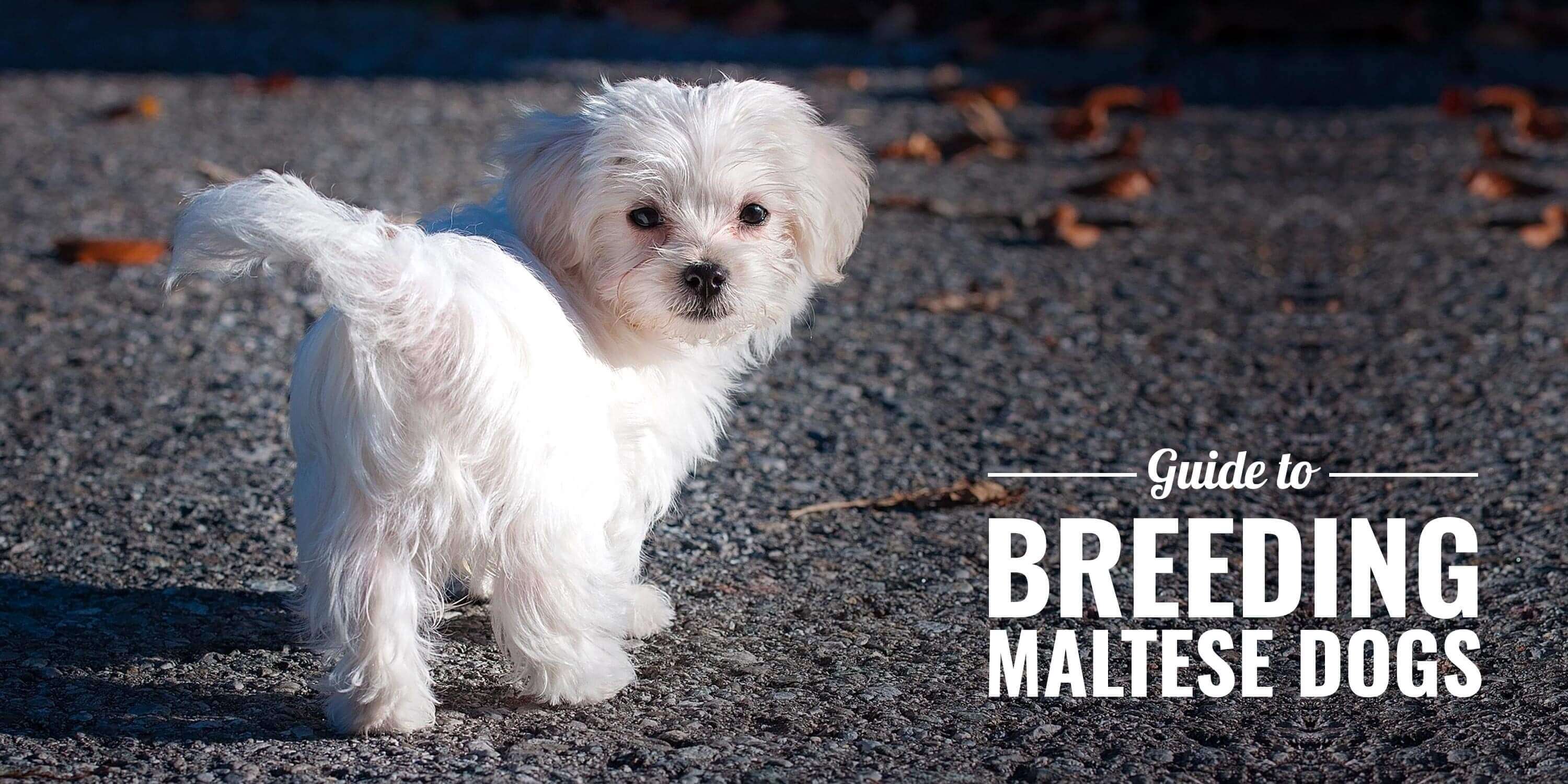 How To Breed Maltese Dogs