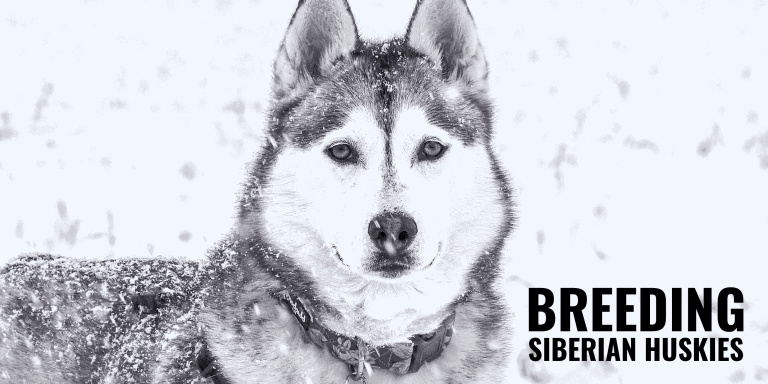 Visual Reference: How To Breed Siberian Huskies