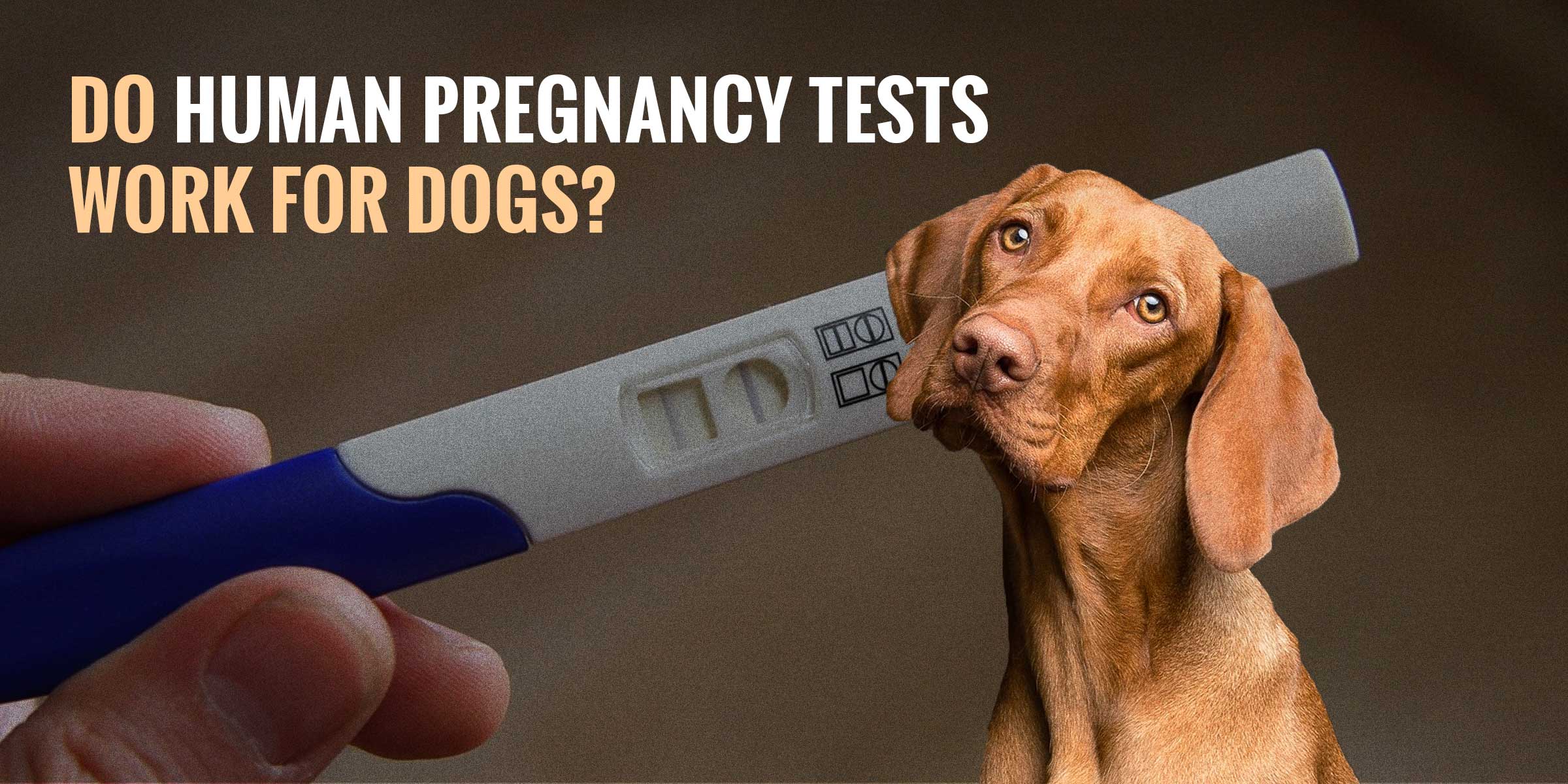 can a dog use a human pregnancy test